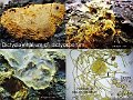 Dictydiaethalium dictyosporum-amf1978